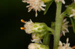 White goldenrod